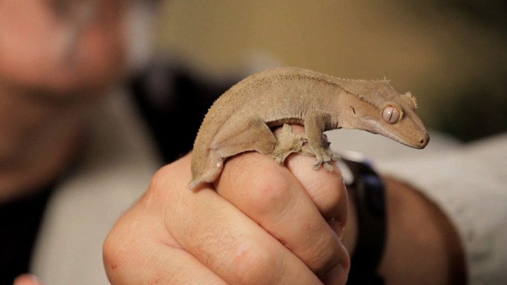 Precautions to Take When Petting Crested Geckos
