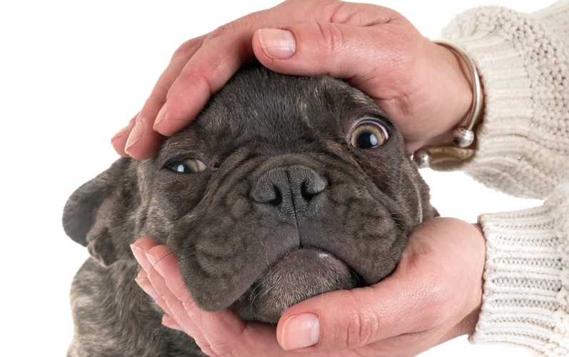 Know All About the French Bulldogs Now