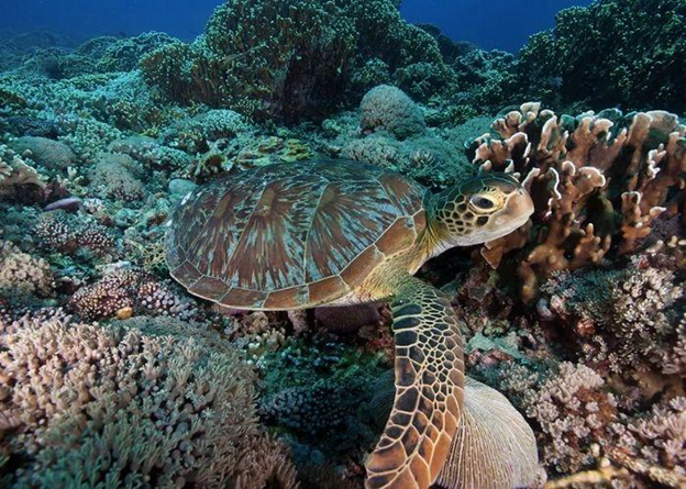 Best Spot Snorkel Recommendations in Lombok