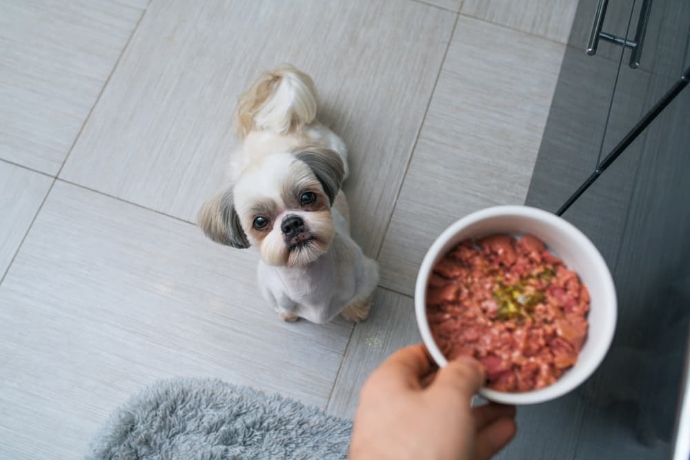 Get to Know the Pros and Cons of Freeze-Dried Dog Food from Houston’s Best Pet Food Supplier. Paws Food Express! 
