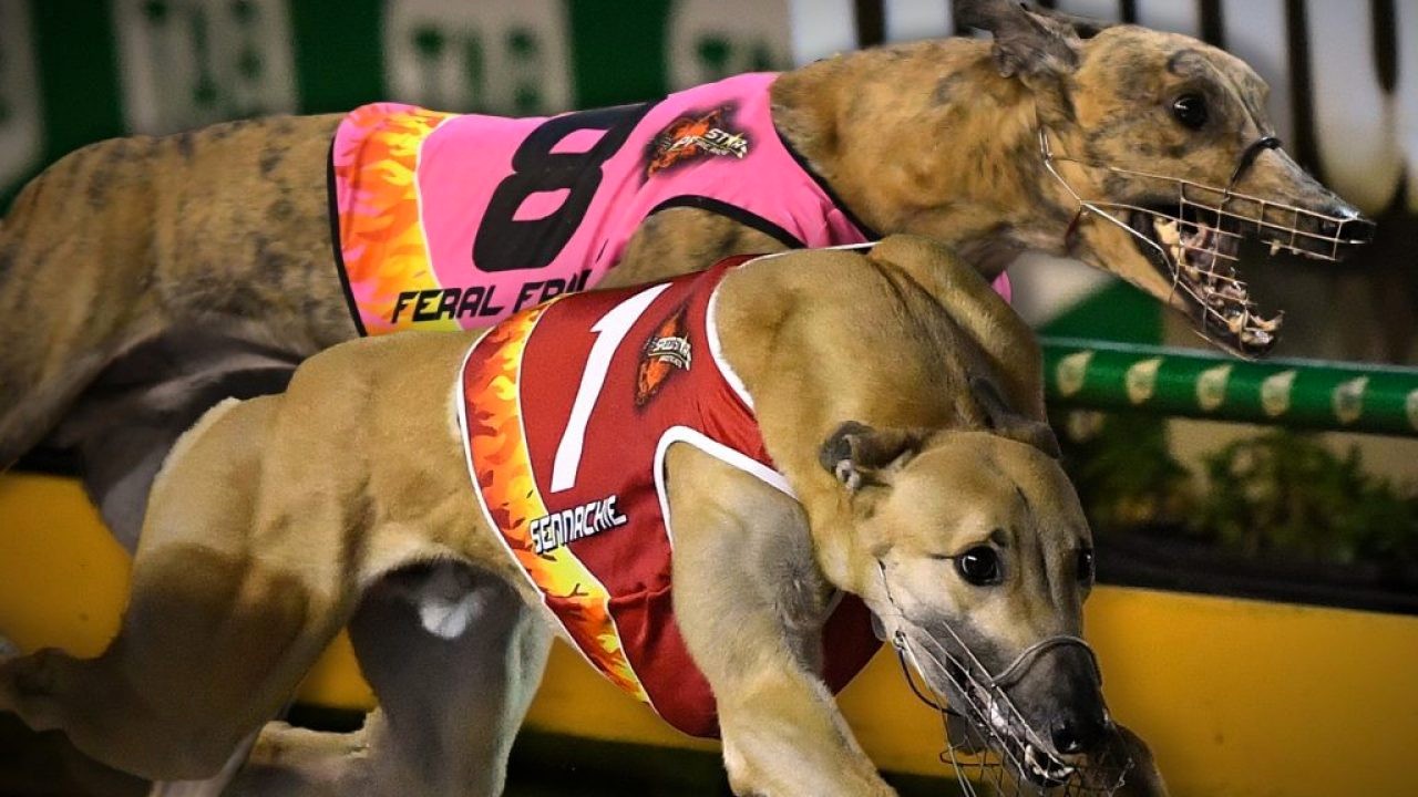 Greyhounds Betting Exchange