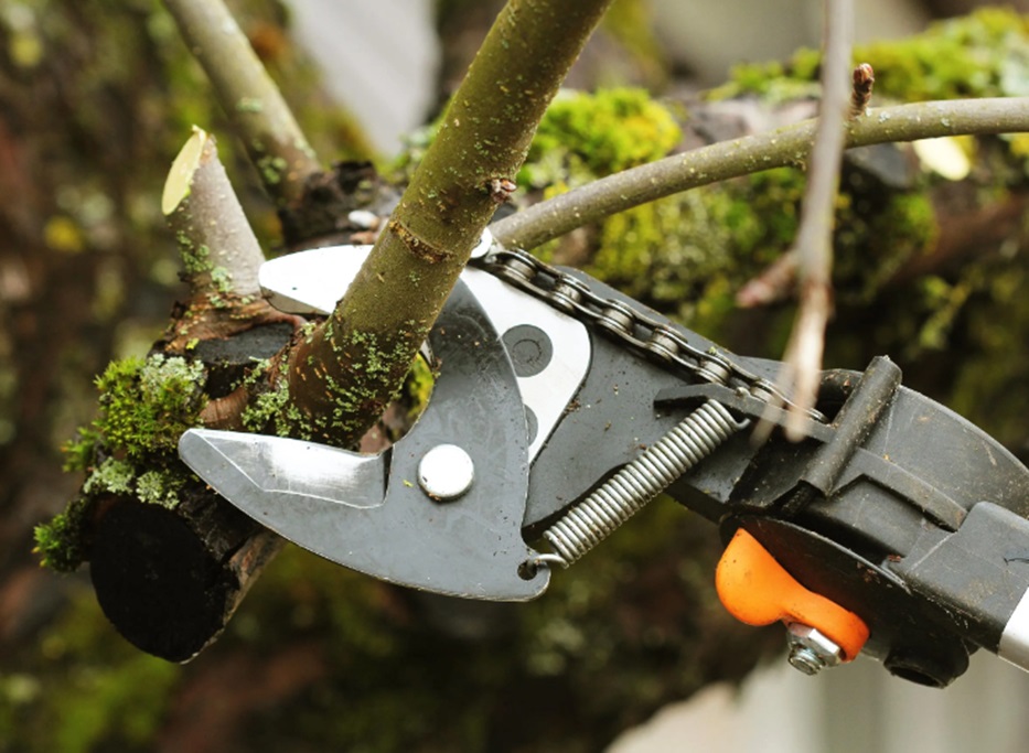 Choosing Gold Coast Tree Loppers: Ensuring Efficient Tree Removal