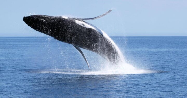Experience the Magic of Whale Watching Dunsborough: A Spectacular Adventure