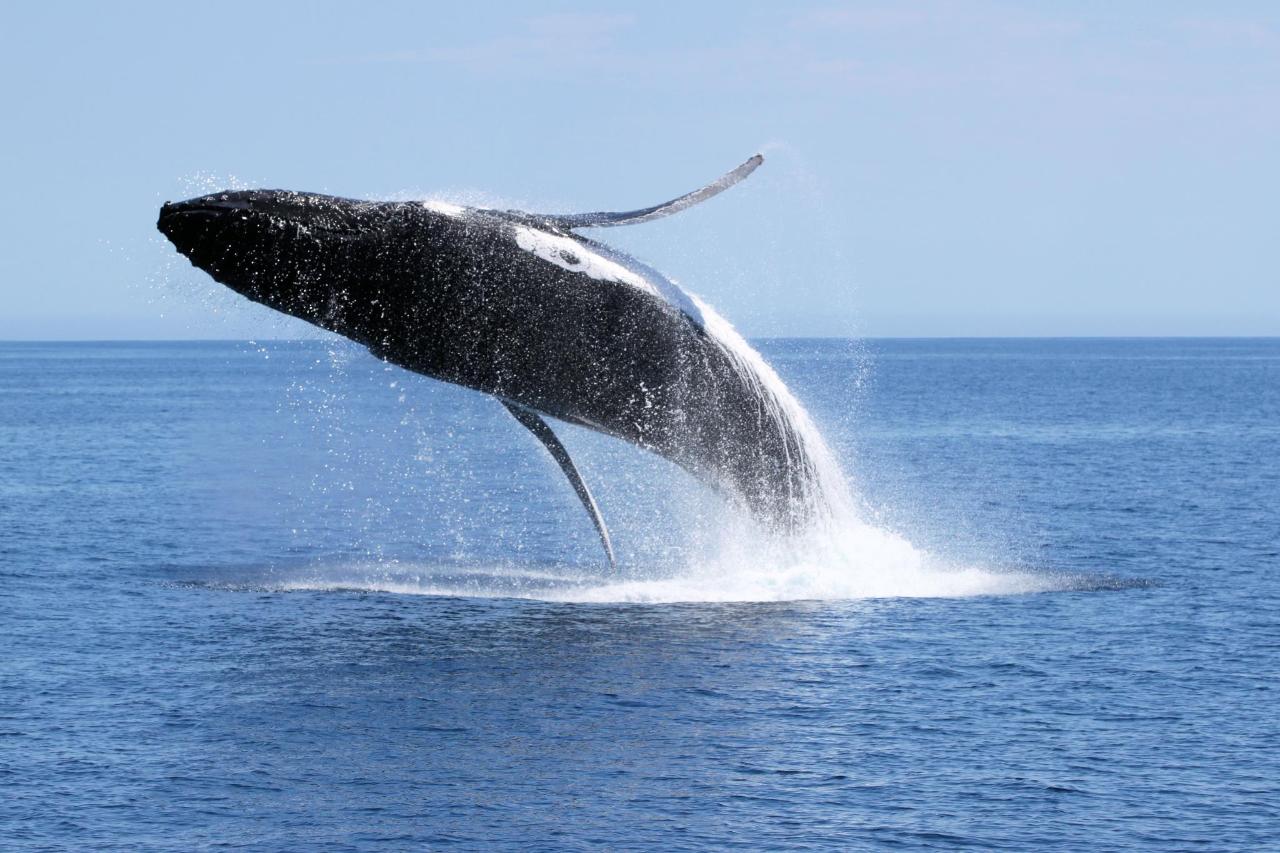 Experience the Magic of Whale Watching Dunsborough: A Spectacular Adventure