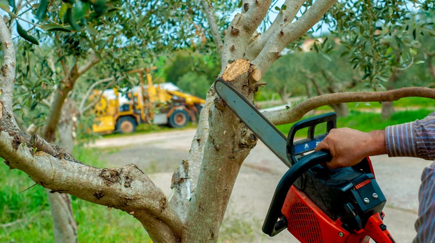 How Tree Services Enhance the Aesthetic Appeal of Commercial Properties?