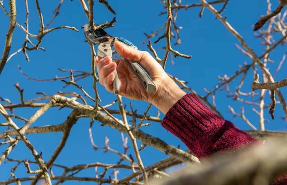 Seasonal Tree Maintenance: Preparing Your Landscape for Unexpected Challenges