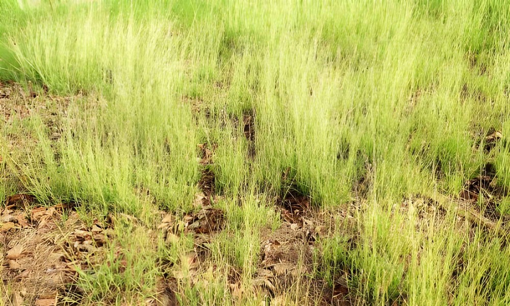 The Ornamental Poa Cita Grass that Transforms Your NZ Garden