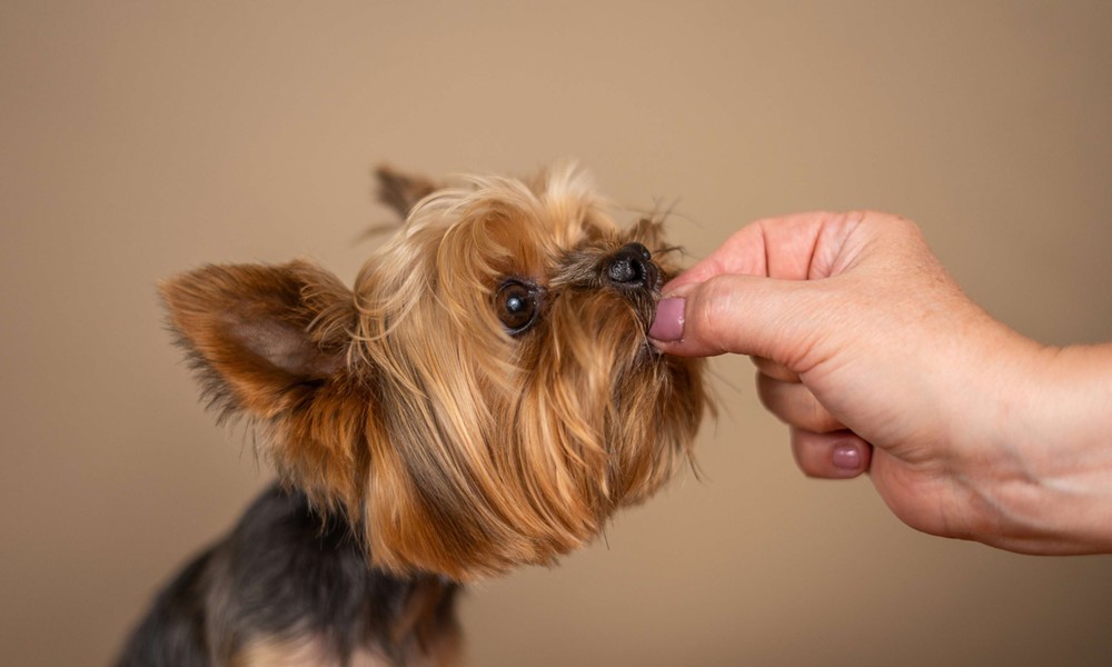 Heartworm, Fleas and Mites: How Advocate Tackles Multiple Threats at Once